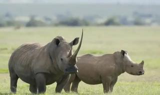仅存2只北部白犀牛 仅存2只北部白犀牛